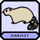 A marmot.