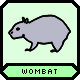 A wombat.